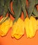 Wet yellow tulips on an orange table. Wet bright flowers. Large Tulip buds