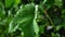 Wet young, green, wine grape leaves, with water drops after rain early summer. Wet surface of green leaf closeup 4k v