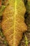 Wet young oak leaves from New London, New Hampshire.