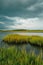 Wetland at Assateague Island National Seashore, Maryland