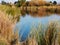 Wetland in the Bay Area