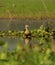 Wetland bird: Whistling Duck