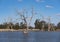 Wetland bird wildlife habitat at Warren New South Wales Australia