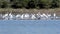 Wetland Birds Egrets and Cormorants in a Lake