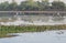 Wetland and Birds India