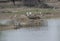 Wetland Birds Spot-billed Ducks  Egrets and Ruddy Shelducks