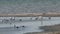 Wetland birds of Ukraine. Seagulls and white herons stand in the water of the Tuzla estuary, Black Sea, Ukraine