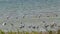 Wetland birds of Ukraine. Seagulls and white herons stand in the water of the Tuzla estuary, Black Sea, Ukraine