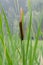 A wetland Cattail with a single flowering spike against the out of focus trees in the background.