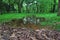 Wetland-Cinnamomum camphora