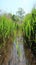 Wetland conservation area in England.