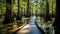 wetland cypress swamp landscape