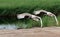 Wetland elves red-crowned cranes