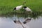 Wetland elves red-crowned cranes