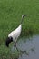 Wetland elves red-crowned cranes