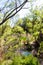 Wetland at Enchanted Rock State Natural Area in Texas