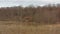 Wetland fields and birch forest on Pakri Peninsula, Paldiski, Estonia