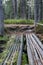 Wetland forest with green carpets of moss. Wooden bridge over the swamp