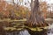 Wetland Forest Merchants Millpond NC State Park US