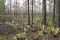 Wetland Forest at Tarkiln Bayou Preserve State Park in Florida