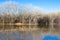 Wetland and forest in very early spring at Bosque del Apache