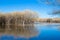 Wetland and forest in very early spring at Bosque del Apache in New Mexico