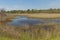 Wetland Habitat in the Sun