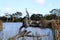 Wetland inside Gateway Sanctuary in Geelong city, Melbourne, Australia (pix SShukla)