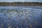 Wetland landscape on Point Pelee conservation area in Ontario, C