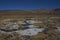 Wetland in Lauca National Park