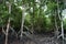 Wetland Mangroves