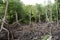 Wetland Mangroves swamp