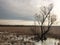 Wetland marsh in winter