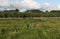 Wetland at Mentor Marsh, Mentor, Ohio