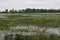 Wetland at Metzger Marsh Wildlife Area, Ohio