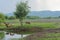 Wetland or pasture scenery with cows feeding