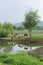 Wetland or pasture scenery with cows feeding