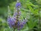 A Wetland Plant Goes into Full Display with Fall Fast Approaching