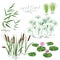 Wetland Plants Set