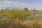 Wetland Pond in the Bayou