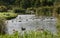 Wetland pond with ducks