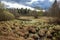 A wetland pond with hummocks and grass