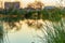 Wetland pond with reeds morning glow and reflection of buildings and plants