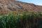 Wetland reed vegetation