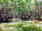 The wetland Ria Celestun Biosphere Reserve, Mexico