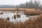 wetland with rushes and reeds, a perfect habitat for waterfowl