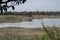 Wetland Scape Birds Sheep and Trees Central India, Madhya Pradesh