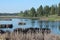 Wetland Scene with Pine Trees and Cattails