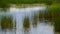 Wetland sedge body of water beautiful landscape