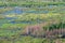 Wetland, swamp, top view